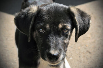 Black stray dog puppy portrait