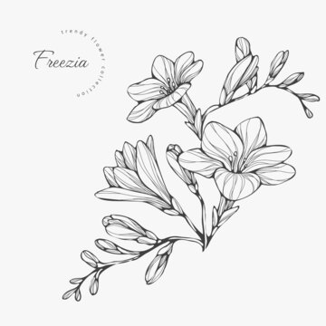 Trendy wedding flowers of freezia for logo or decorations. Hand drawn line wedding decoraton, elegant leaves for invitation save the date card. Botanical rustic trendy greenery