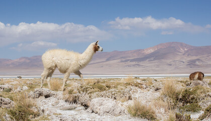 llama salar desierto de atacama