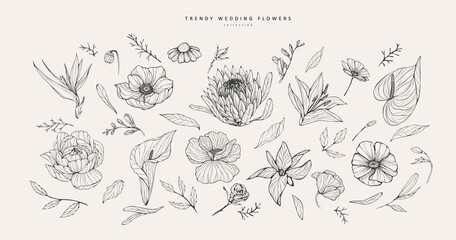 Trendy flowers for logo or decorations. Hand drawn line wedding decoraton, elegant leaves for invitation save the date card. Botanical rustic trendy greenery © merfin
