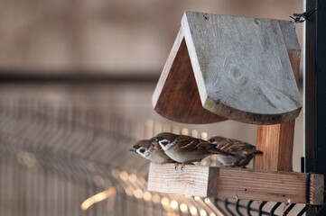 The sparrows eat the grain