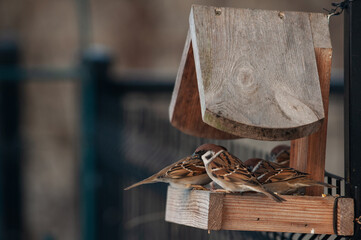The sparrows eat the grain