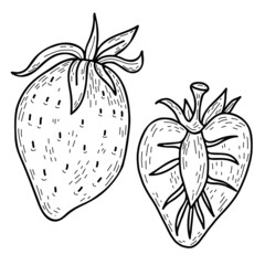 Set of vector hand drawn berry strawberry. Beautiful whole berry and cut half. Vector illustration. hand drawn line art style for design, decor and decoration