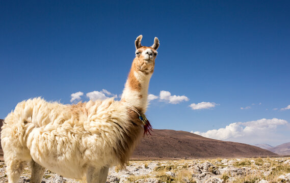 llama desierto de atacama
