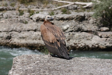 Buitre Leonado en la orilla del rio 