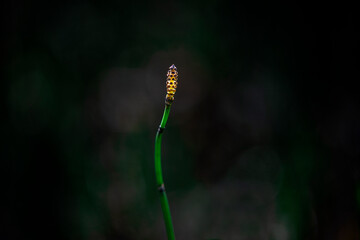 Spring minimalism- new bud on dark nature background