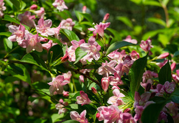 Flowering Weigela hybrida Rosea. White and pink weigela flowers twig on blurry green background. Flower landscape for nature wallpaper. Close-up selective focus