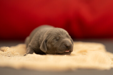 Weimaraner Welpe 2. Lebenswoche vor rotem Hintergrund