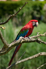 Red-and-green macaw