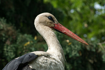European white stork
