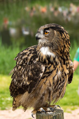 Eurasian eagle-owl