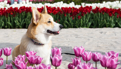 welsh corgi portrait in tulips in spring