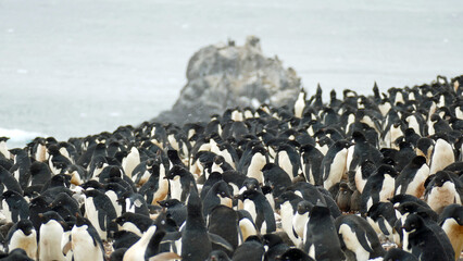 Colony of Adelie penguins in snow
