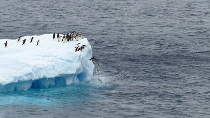 Adelie penguins jumping into water
