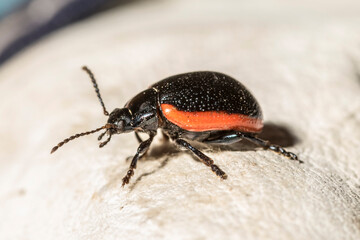 Side view of a red-margined leaf beetle, Chrysolina sanguinolenta © janny2