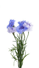 bunch of cornflowers isolated