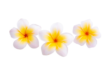 plumeria flower isolated