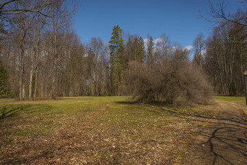 Standing alone and independently shaggy bush in spring forest