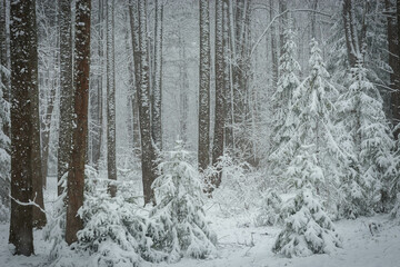 Forest trees and bushes lavishly covered with fluffy snow, Russia