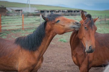 Two hugging horses in Buryat village, Olkhon, Lake Baikal, Russia