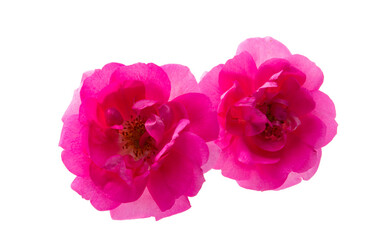 rose flower isolated