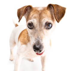 dog eyes close up portrait. Looking with curiosity, impatience and surprise. Cute pup Jack Russell terrier on white background. Waiting for toy ready to play