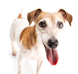 Dog smiling close up portrait on white background. Adorable pup with open mouth and tongue out. Looking with excitement play time. Cute funny pet theme