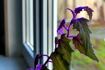 Ginura - velvet queen of ampels Tropical flower. Belongs to the Compositae family. The plant is...