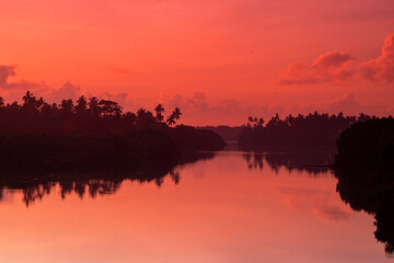 Obraz premium silhouette of mangroves before sunrise