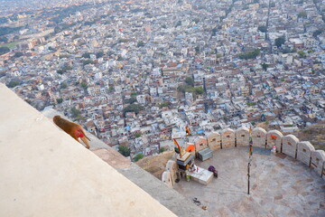 Nahargarh Fort Monkey