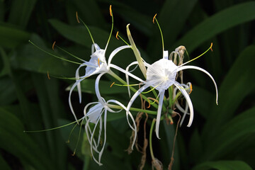 White Spider Lily flower (Hymenocallis) blooming in garden closeup, Bali, Indonesia