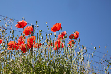 Set of poppies behind fence blue sky spring summer.