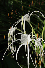 White Spider Lily flower (Hymenocallis) blooming in garden closeup, Bali, Indonesia. Selective focus