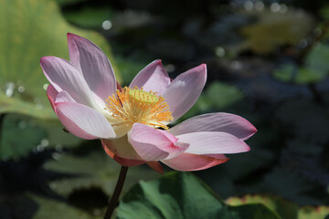 Fine pink lotus blossomed in a pond, Bali, Indonesia