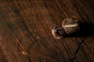 snail on a wood