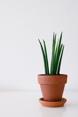 Sansevieria plants. A stylish green plant in a ceramic terracotta pot on a white wall background. Modern room decor. sansevieria cylindrical.