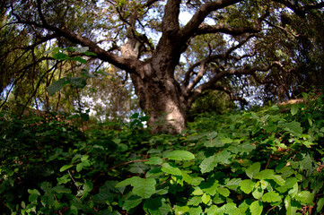 Poison oak under oak tree, Thousand Oaks, California, USA