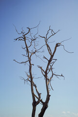 Closeup dried body of dead tree isolated on the blue sky background