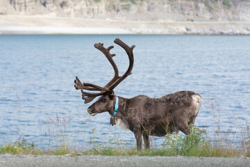 Deer with beautiful horns stands on the banks, Norway