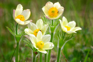Big bush of blooming Pulsatilla patens