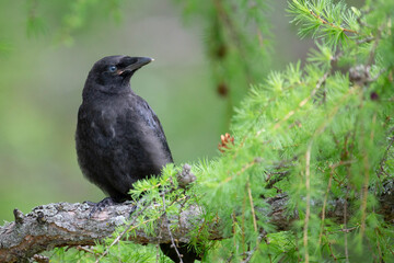 Black crow chick on a larch branch close up