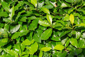 Fototapeta na wymiar Laurel leaves illuminated by the sun