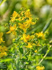 blooming St. John's wort herb