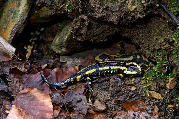 an Bsal verstorbene Feuersalamander (Bergrisches Land, Wuppertal) // Fire salamanders deceased from Bsal 