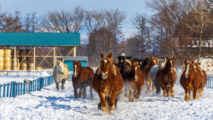 十勝観光　馬追い運動