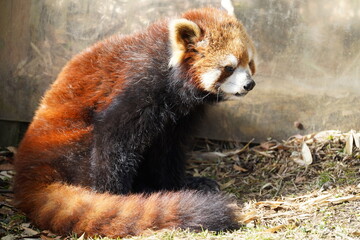 red panda eating bamboo