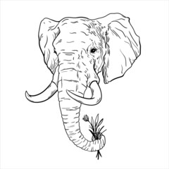 vector line illustration animal elephant