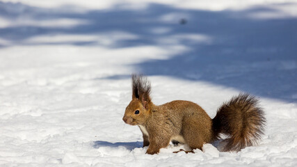 エゾリス　冬　雪