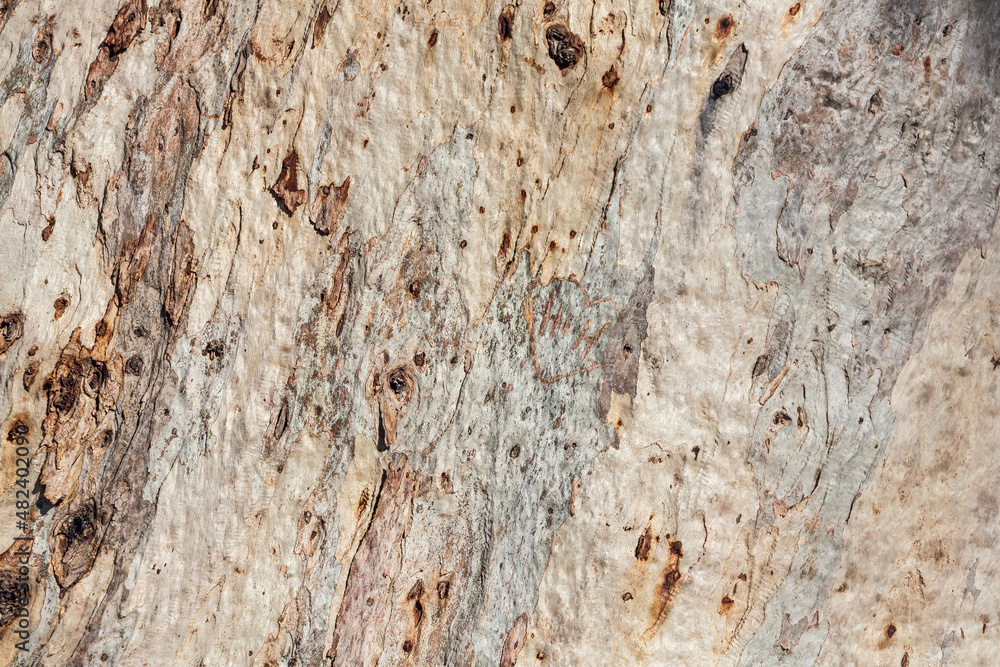 Wall mural Close-up of the bark of an ancient tree. wood texture