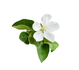 apple tree flower with green leaves isolated on white background